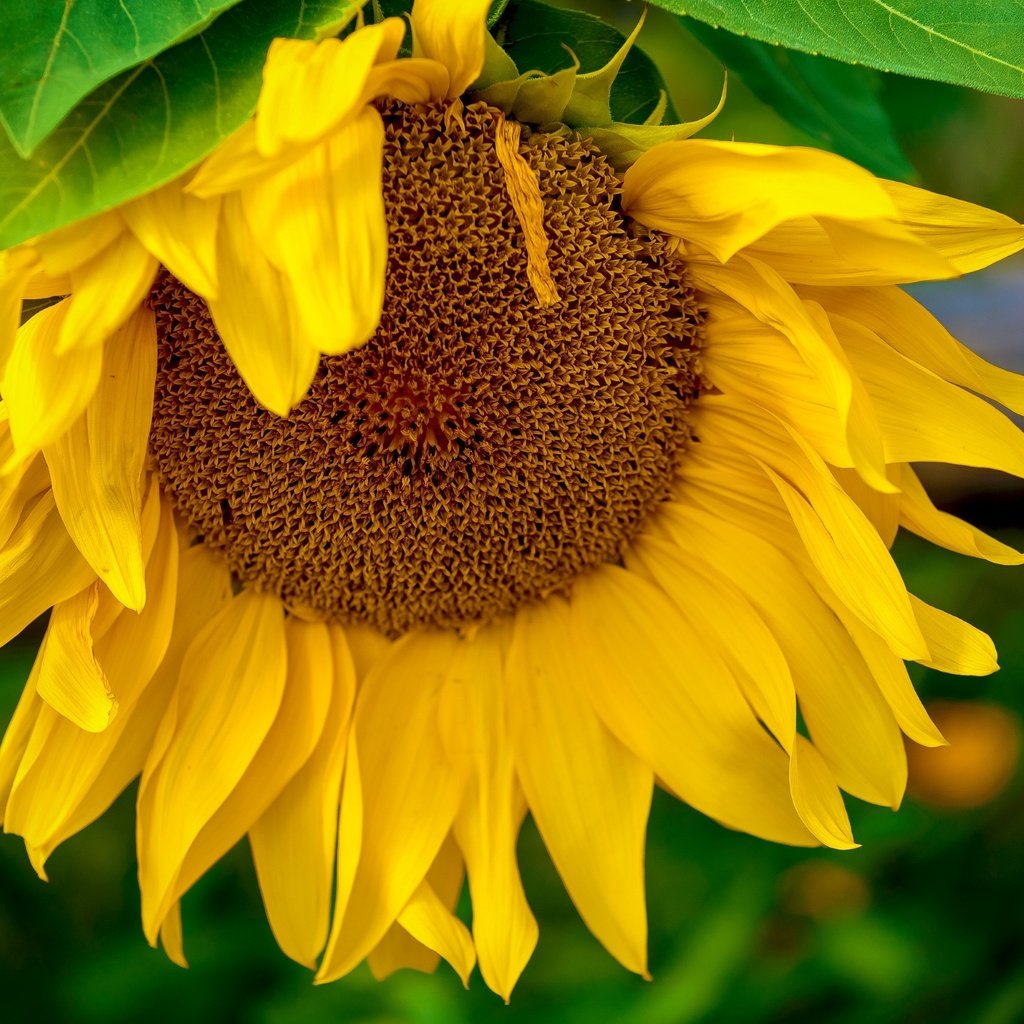 Обои желтый, макро, цветок, подсолнух, yellow, macro, flower, sunflower разрешение 2400x1602 Загрузить