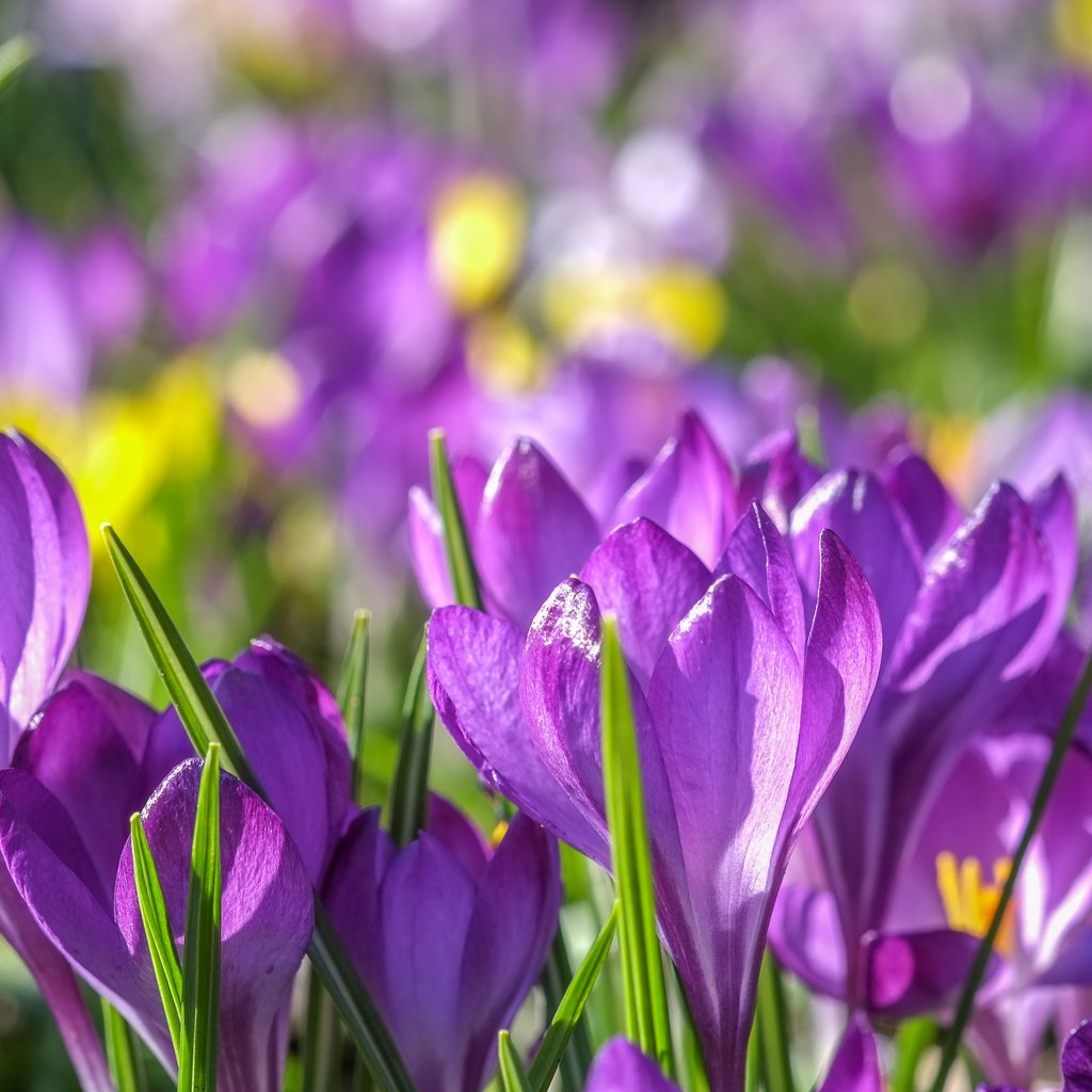 Обои цветы, весна, фиолетовые, крокусы, крокус, шафран, flowers, spring, purple, crocuses, krokus, saffron разрешение 4896x2760 Загрузить