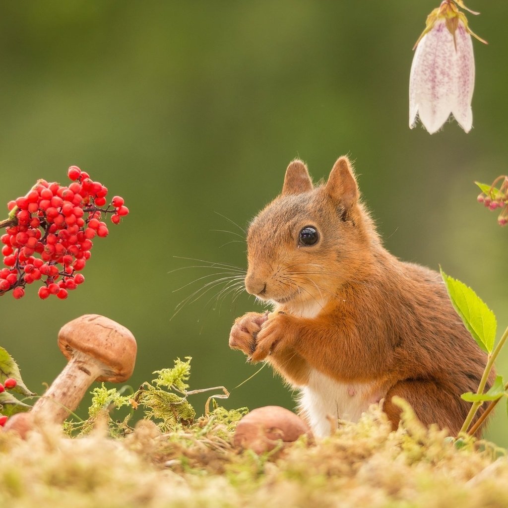 Обои цветы, природа, гриб, ягоды, животное, белка, грызун, geert weggen, flowers, nature, mushroom, berries, animal, protein, rodent разрешение 2048x1365 Загрузить