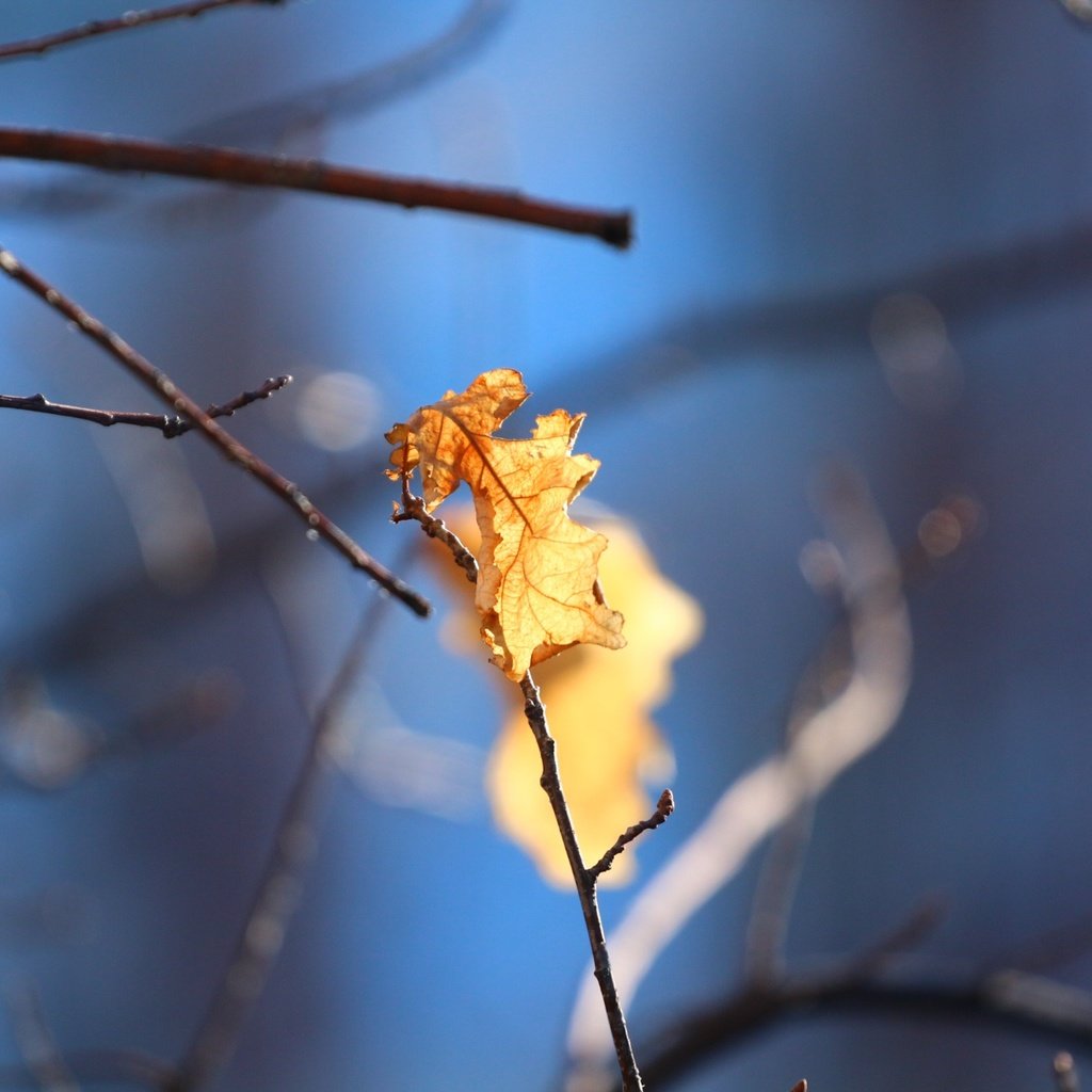 Обои природа, листья, фон, листок, осень, дуб, веточки, nature, leaves, background, leaf, autumn, oak, twigs разрешение 1920x1280 Загрузить