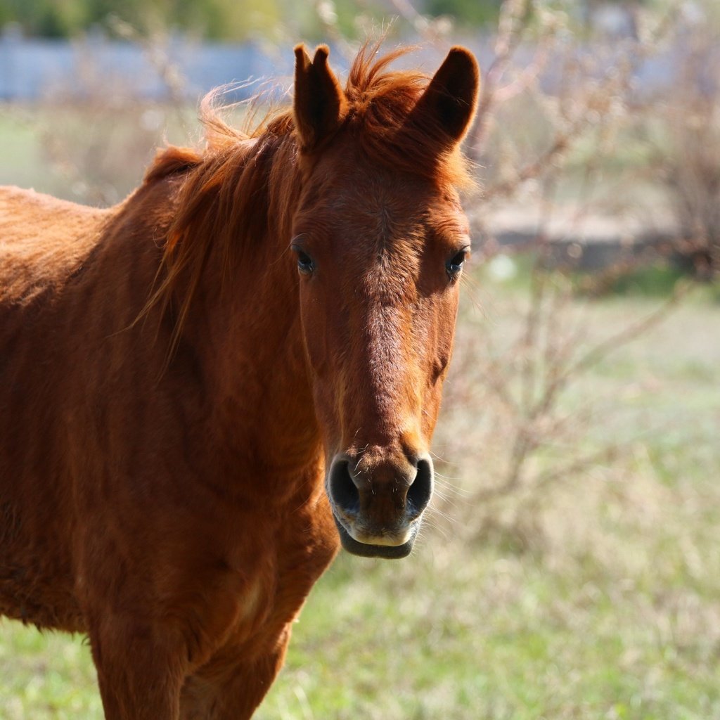 Обои лошадь, взгляд, конь, грива, степь, horse, look, mane, the steppe разрешение 1920x1280 Загрузить