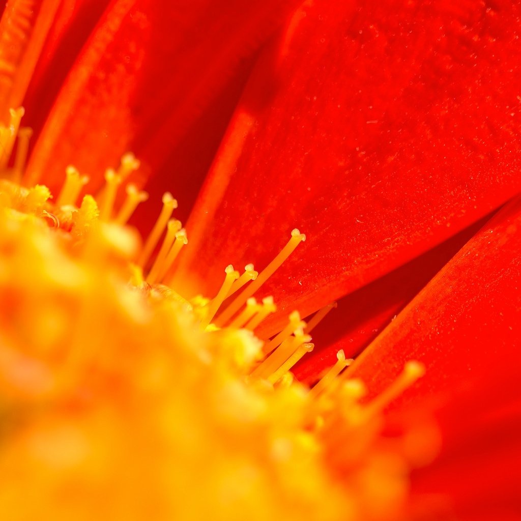 Обои макро, цветок, лепестки, тычинки, гербера, macro, flower, petals, stamens, gerbera разрешение 2048x1322 Загрузить