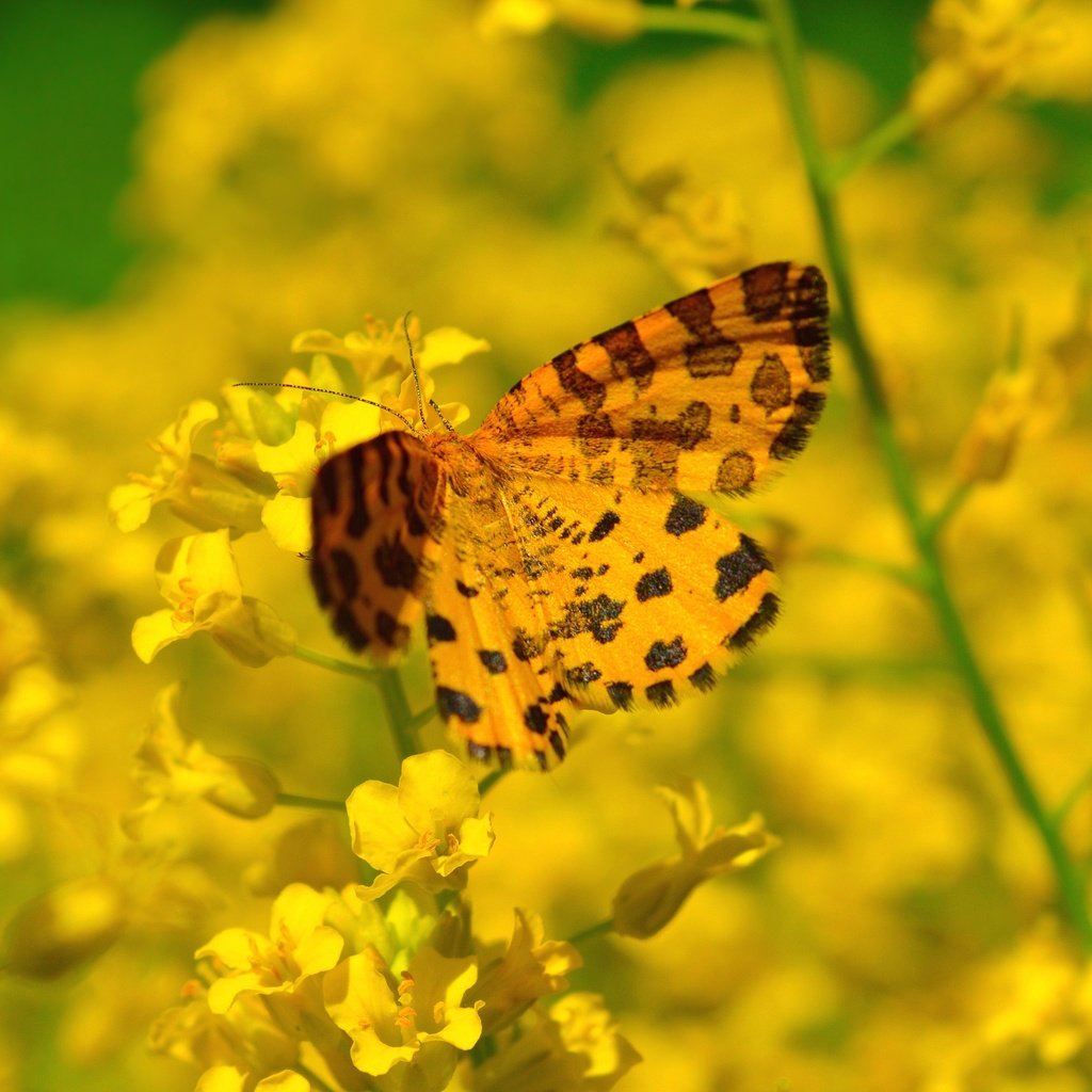 Обои цветы, насекомое, бабочка, flowers, insect, butterfly разрешение 3000x1973 Загрузить