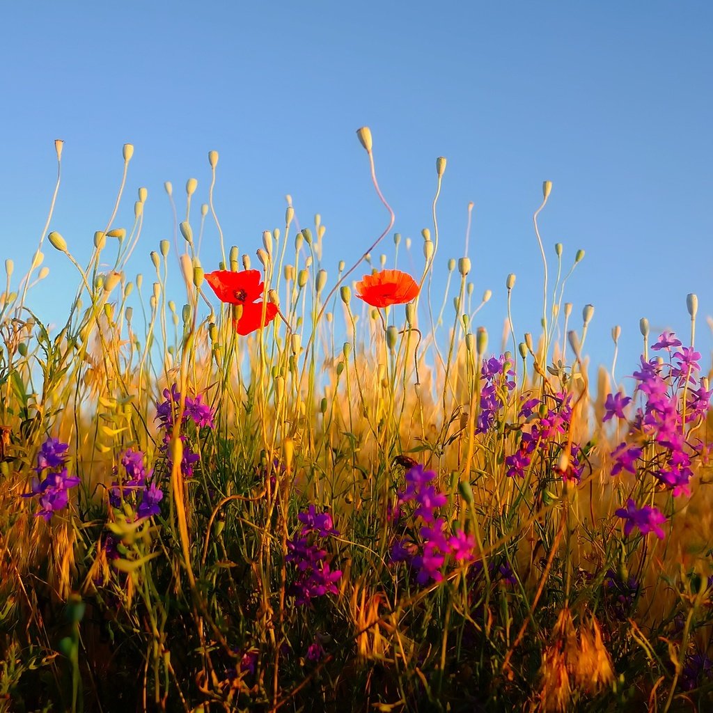 Обои небо, цветы, трава, растения, полевые цветы, the sky, flowers, grass, plants, wildflowers разрешение 1920x1279 Загрузить