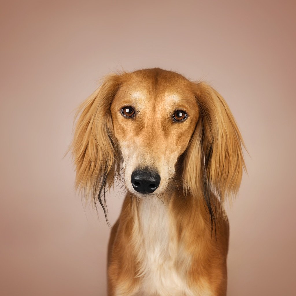 Обои глаза, фон, взгляд, собака, рыжая, kenny, салюки, eyes, background, look, dog, red, saluki разрешение 2048x1367 Загрузить