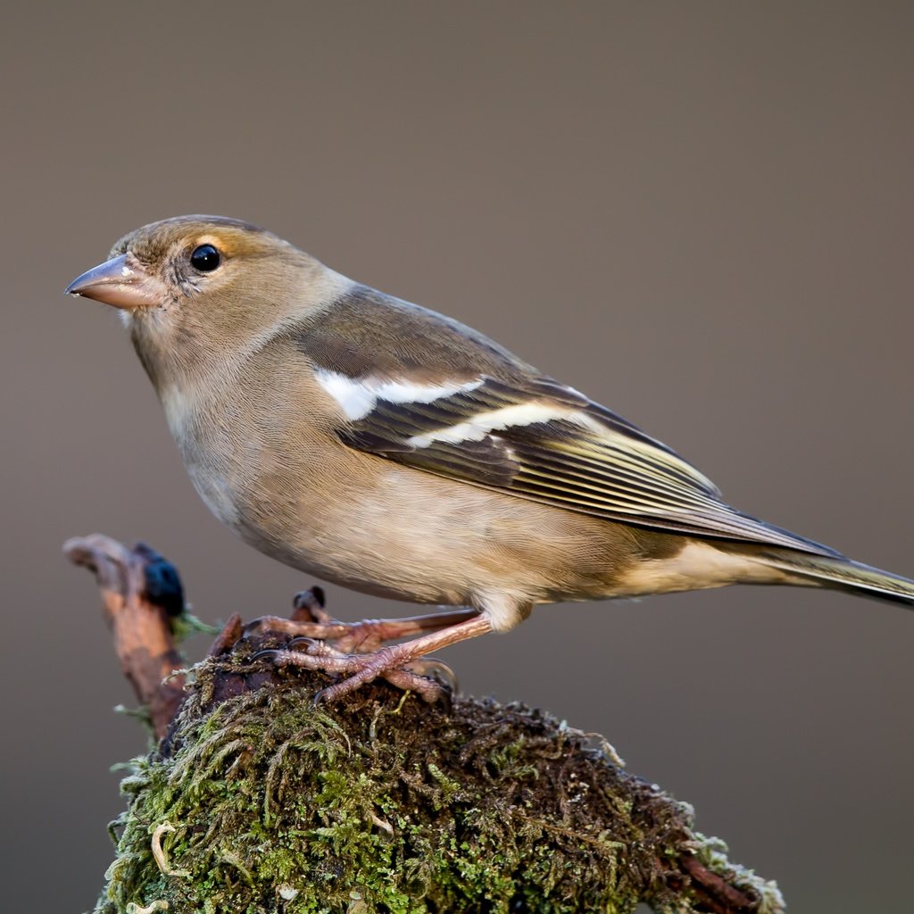 Обои птицы, птица, зяблик, самка, birds, bird, chaffinch, female разрешение 3481x2227 Загрузить