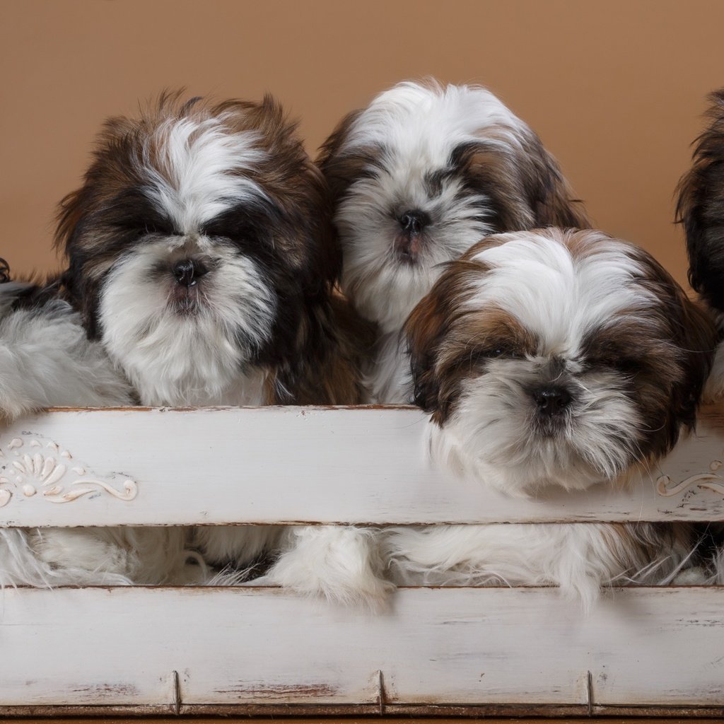 Обои щенки, собаки, ящик, ши-тцу, ши-тцу., puppies, dogs, box, shih tzu, shih tzu. разрешение 2400x1399 Загрузить