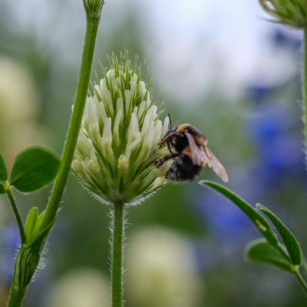 Обои цветы, клевер, насекомое, пчела, jazzmatica, flowers, clover, insect, bee разрешение 4896x2760 Загрузить