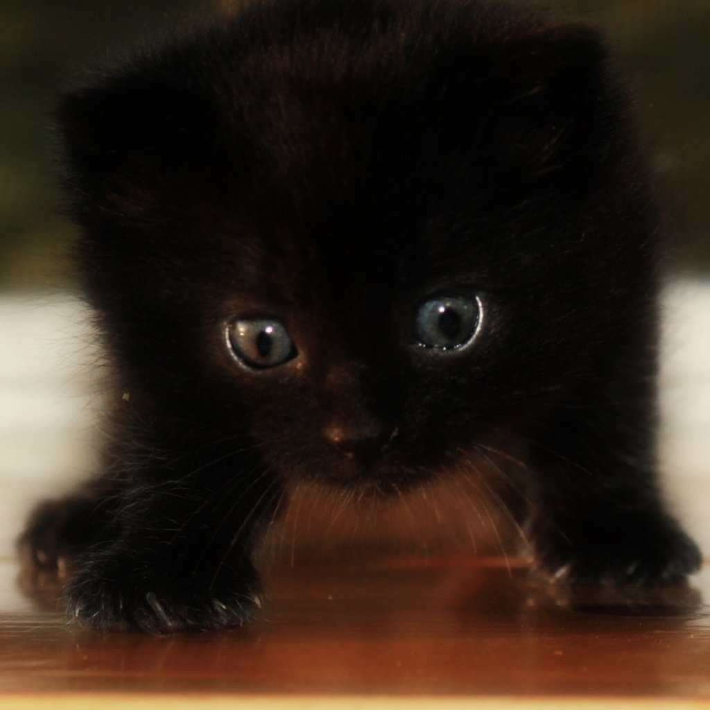 Обои глаза, кот, мордочка, кошка, взгляд, котенок, черный, eyes, cat, muzzle, look, kitty, black разрешение 2880x1800 Загрузить