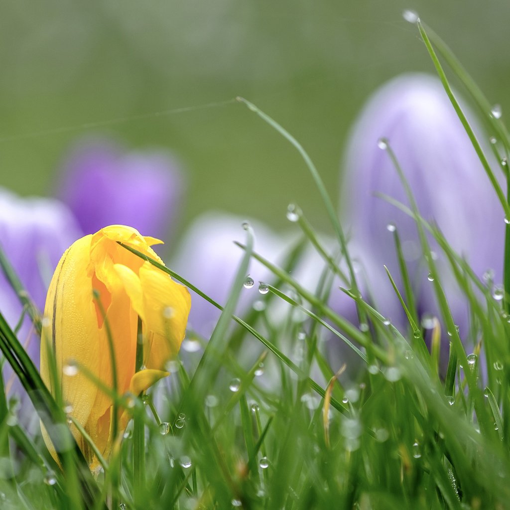 Обои цветы, трава, капли, весна, крокусы, wouter de bruijn, flowers, grass, drops, spring, crocuses разрешение 3840x2400 Загрузить