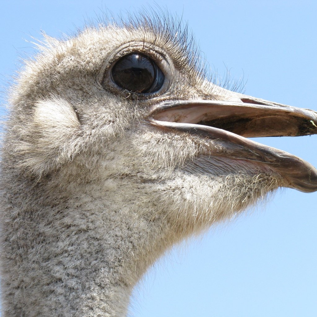 Обои профиль, птица, клюв, крупным планом, страус, profile, bird, beak, closeup, ostrich разрешение 3264x2448 Загрузить