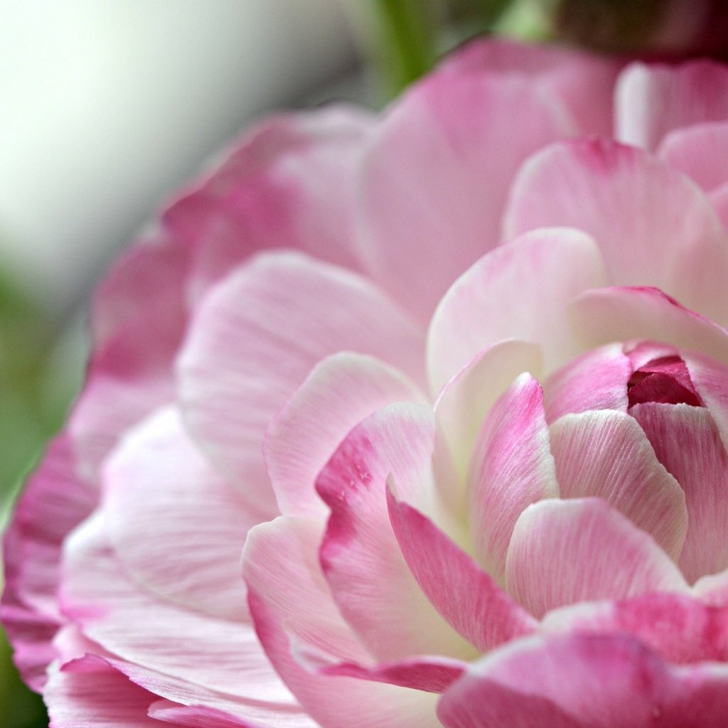 Обои макро, цветок, лепестки, ранункулюс, лютик, macro, flower, petals, ranunculus, buttercup разрешение 2917x1876 Загрузить