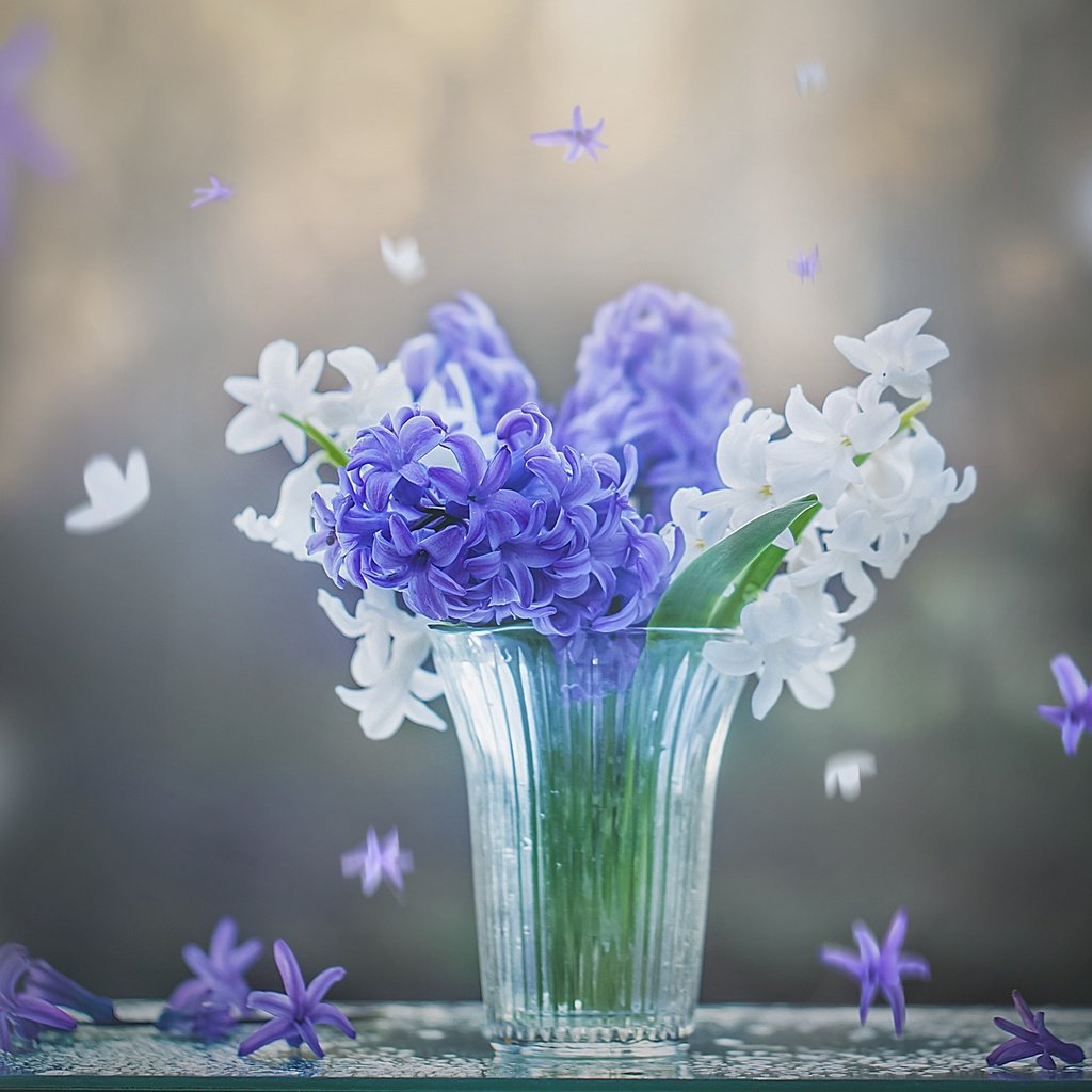 Обои цветы, весна, белые, синие, стакан, гиацинты, flowers, spring, white, blue, glass, hyacinths разрешение 2400x1955 Загрузить