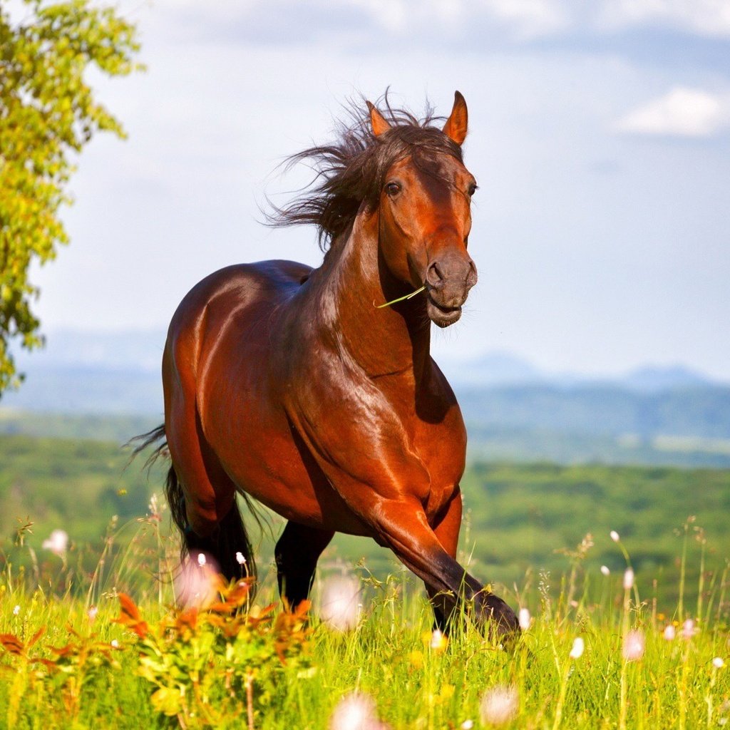 Обои небо, лошадь, трава, луг, конь, the sky, horse, grass, meadow разрешение 1920x1080 Загрузить