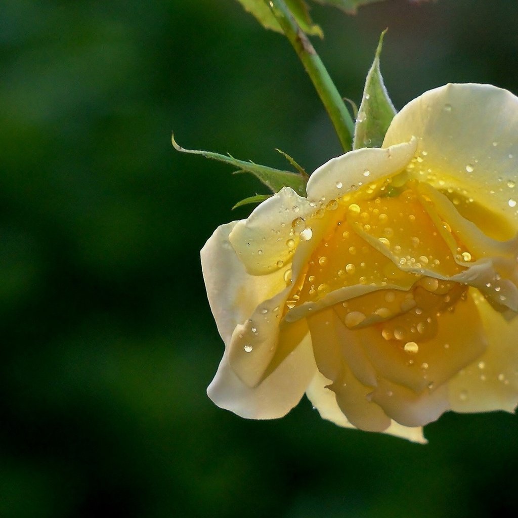 Белые лепестки желтый бутон цветок