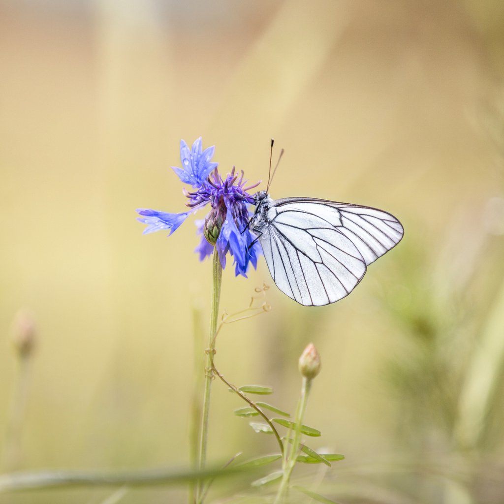 Обои насекомое, цветок, бабочка, крылья, размытость, василек, lena held, insect, flower, butterfly, wings, blur, cornflower разрешение 5172x3448 Загрузить