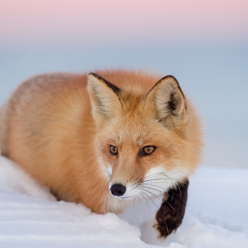 Обои глаза, снег, зима, взгляд, лиса, лисица, eyes, snow, winter, look, fox разрешение 1920x1200 Загрузить