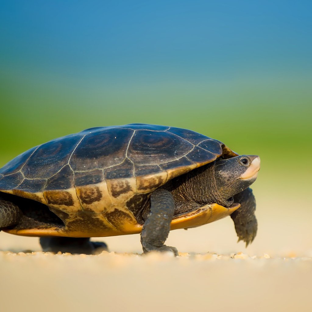 Обои черепаха, прогулка, черепашка, морская черепаха, боке, земноводные, ray hennessy, turtle, walk, bug, sea turtle, bokeh, amphibians разрешение 1920x1200 Загрузить