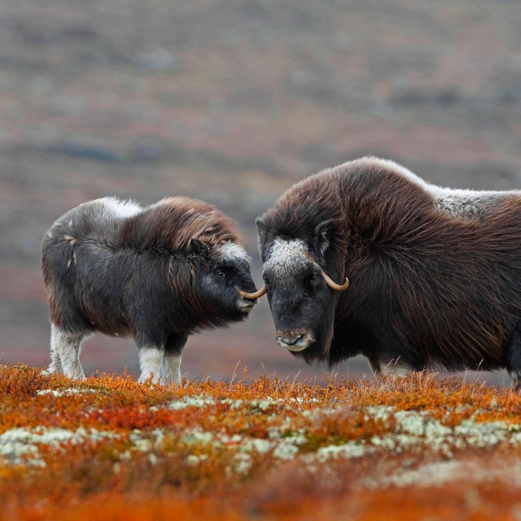 Обои рога, детеныш, бизон, овцебык, зубр, horns, cub, buffalo, musk ox, bison разрешение 1920x1080 Загрузить