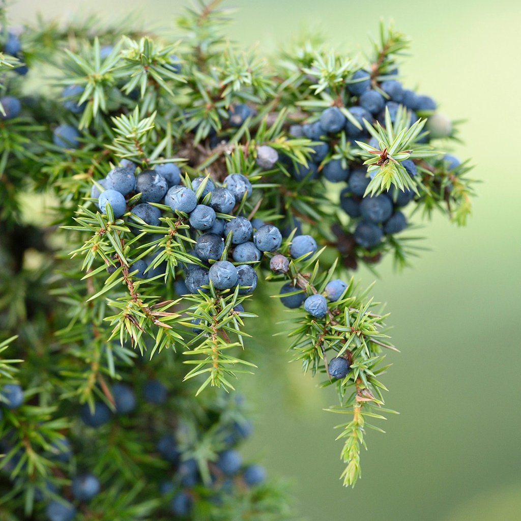 Обои хвоя, макро, ветки, ягоды, плоды, можжевельник, needles, macro, branches, berries, fruit, juniper разрешение 1920x1200 Загрузить