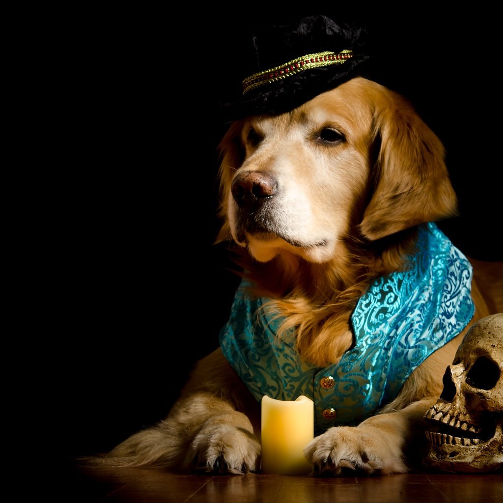 Обои портрет, фотосессия, собака, жилет, черный фон, ретривер, костюм, композиция, череп, нарядный, свеча, бедный йорик, пес, шляпа, золотистый, golden, portrait, photoshoot, dog, vest, black background, retriever, costume, composition, skull, elegant, candle, poor yorick, hat разрешение 5530x3111 Загрузить