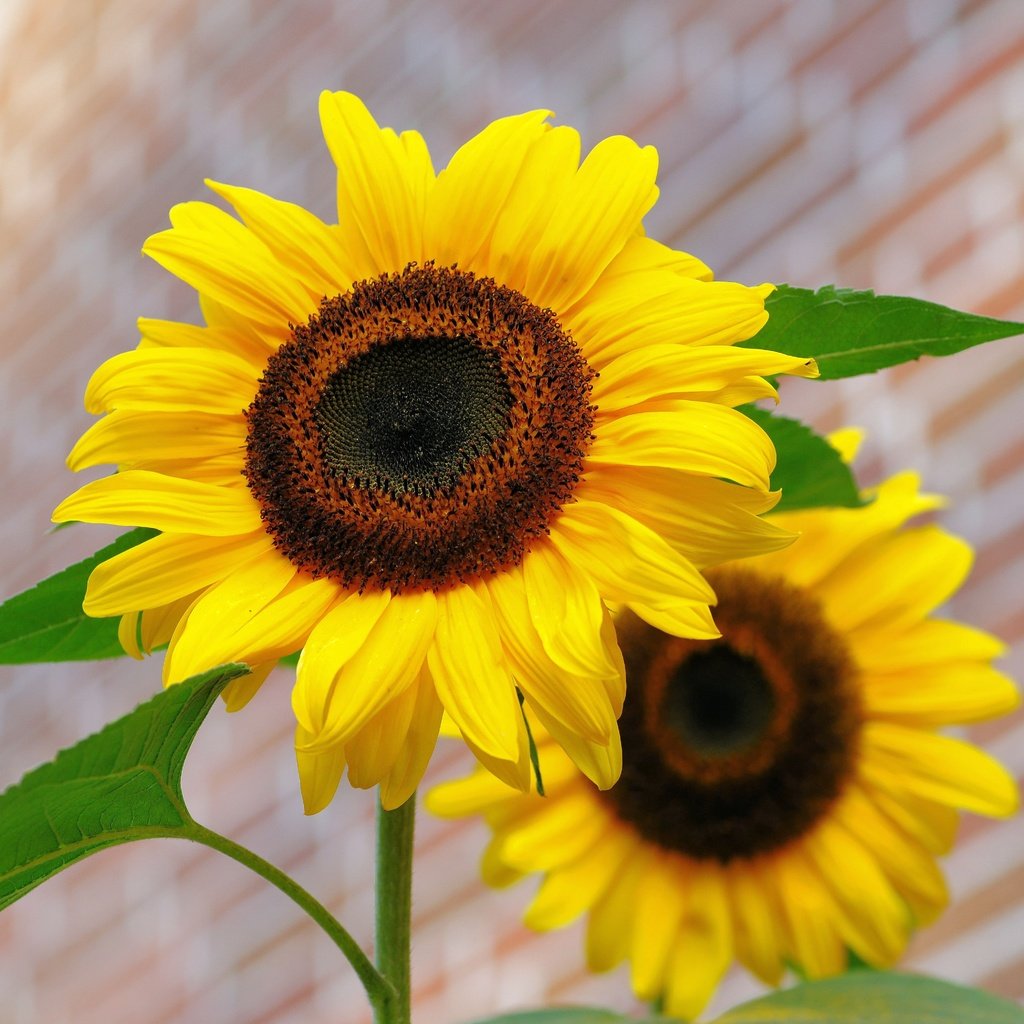 Обои цветы, лепестки, подсолнухи, желтые, flowers, petals, sunflowers, yellow разрешение 6048x4032 Загрузить