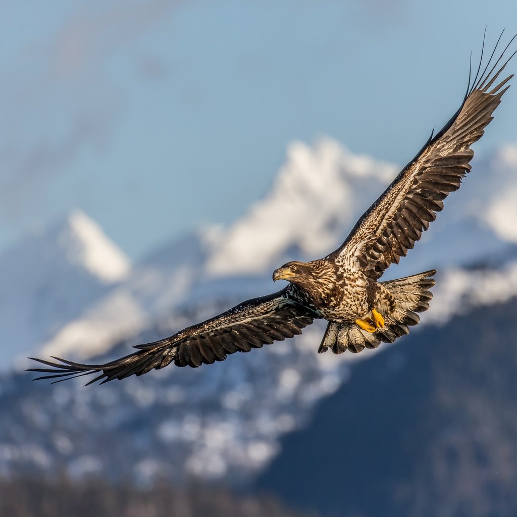 Обои полет, крылья, птица, клюв, перья, беркут, хищная птица, flight, wings, bird, beak, feathers, eagle, bird of prey разрешение 5184x3456 Загрузить