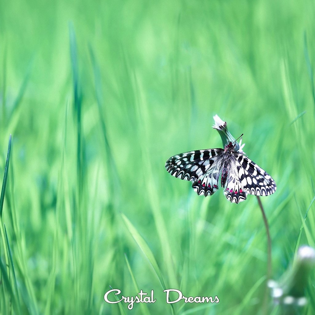 Обои трава, насекомое, бабочка, крылья, tatyana krylova, татьяна крылова, grass, insect, butterfly, wings разрешение 2000x1416 Загрузить