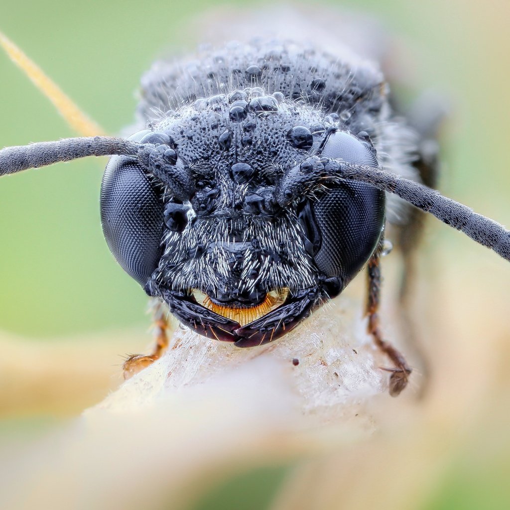 Обои глаза, насекомое, капли, оса, крупным планом, john hallmén, eyes, insect, drops, osa, closeup разрешение 3000x2000 Загрузить