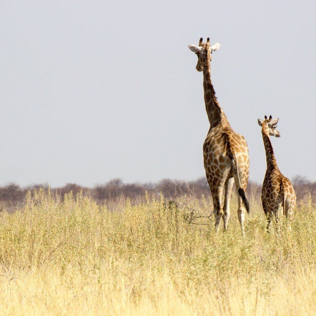 Обои солнце, африка, семья, жираф, дикая природа, жирафы, намибия, the sun, africa, family, giraffe, wildlife, giraffes, namibia разрешение 2048x1365 Загрузить