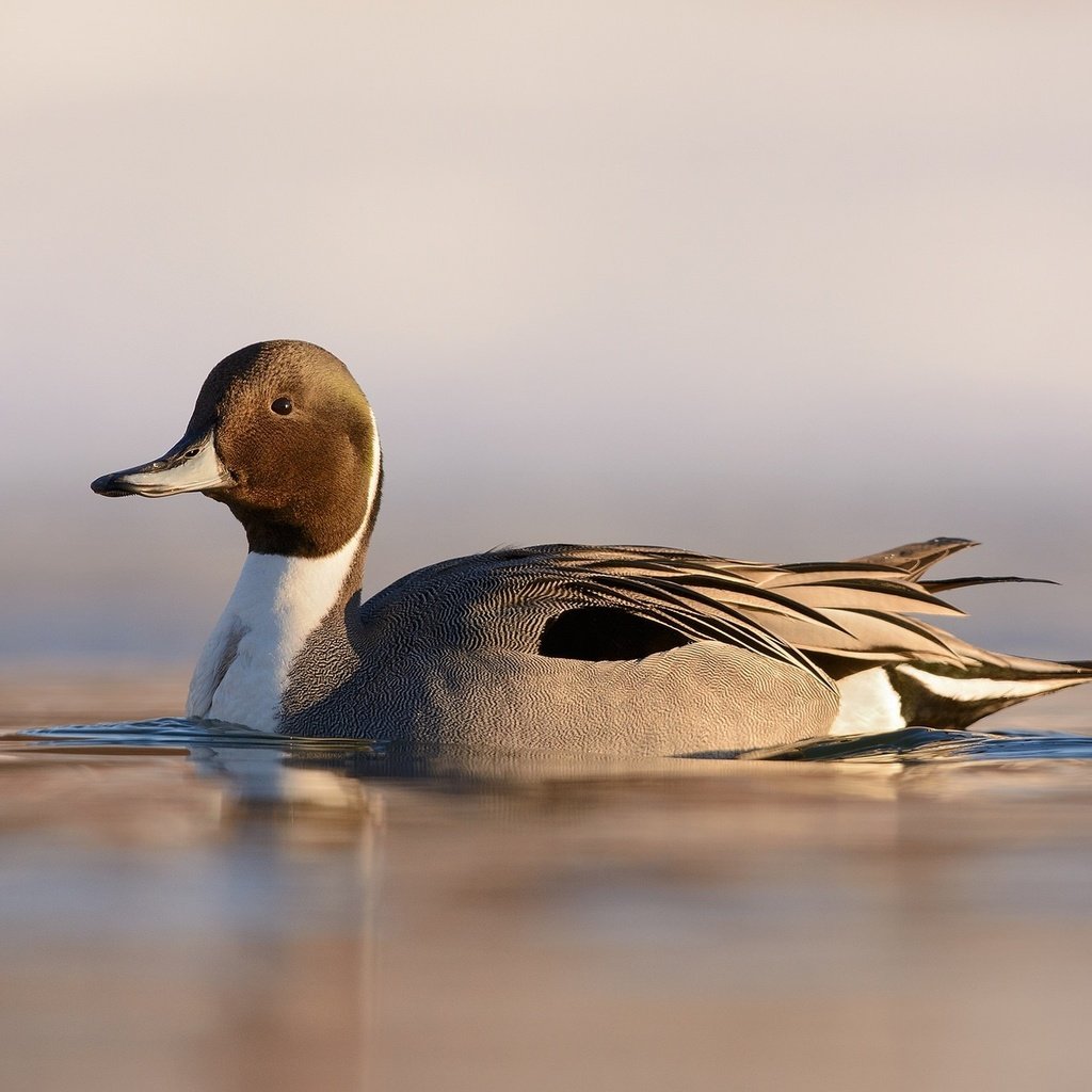 Обои озеро, природа, птица, клюв, перья, рябь, утка, шилохвость, lake, nature, bird, beak, feathers, ruffle, duck, pintail разрешение 2048x1324 Загрузить