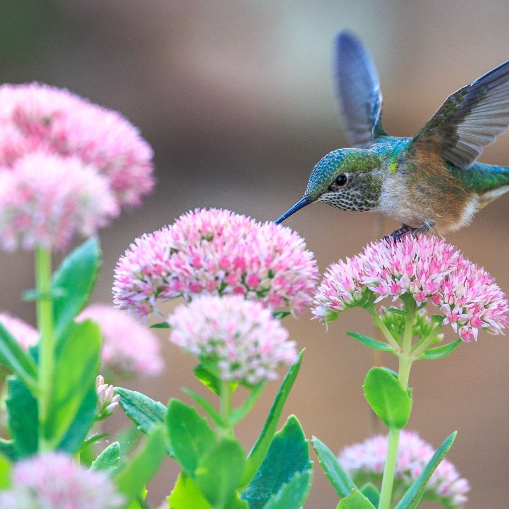 Обои цветы, крылья, птица, клюв, перья, колибри, крыдья, flowers, wings, bird, beak, feathers, hummingbird разрешение 2658x1772 Загрузить