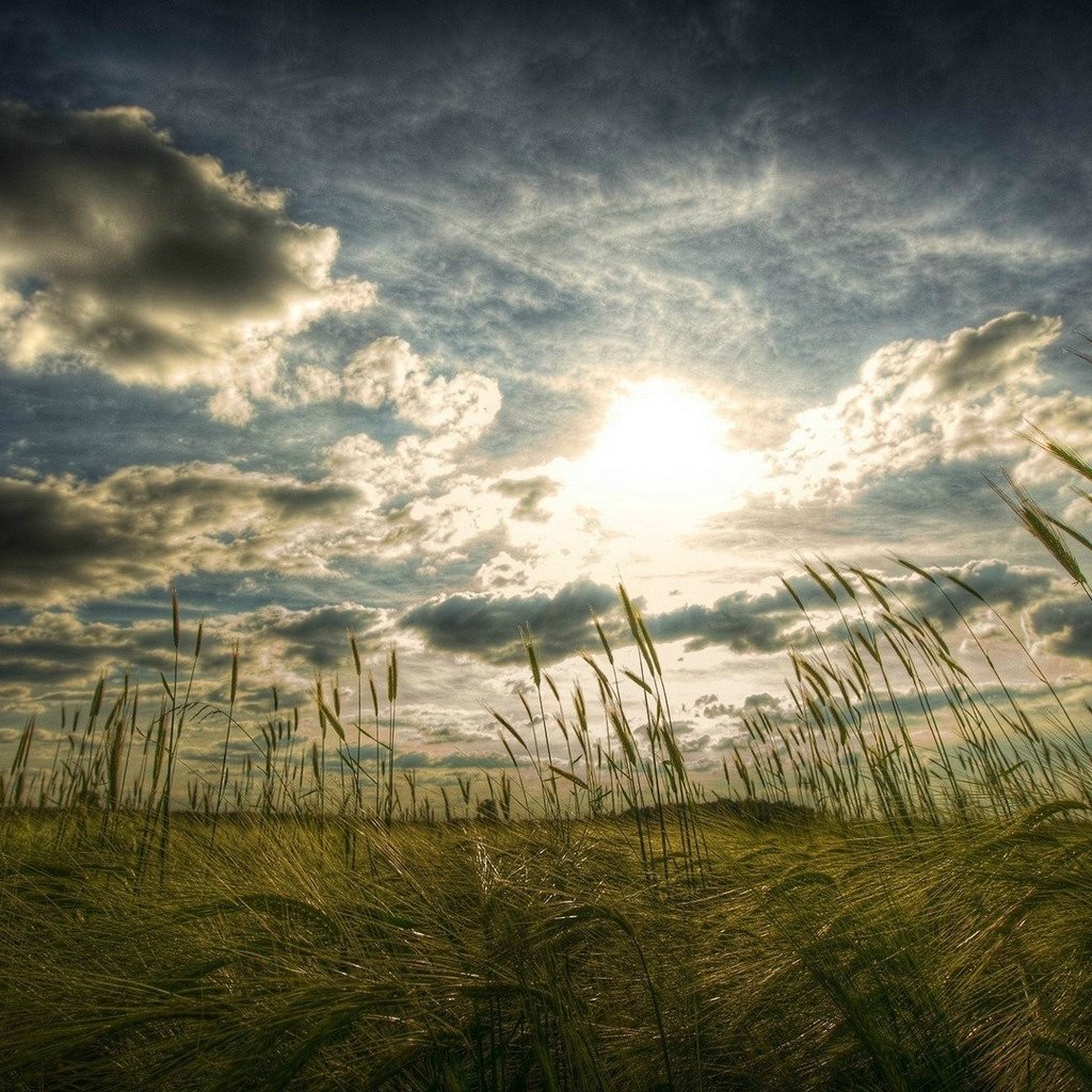 Обои небо, трава, облака, солнце, поле, колоски, the sky, grass, clouds, the sun, field, spikelets разрешение 1920x1080 Загрузить