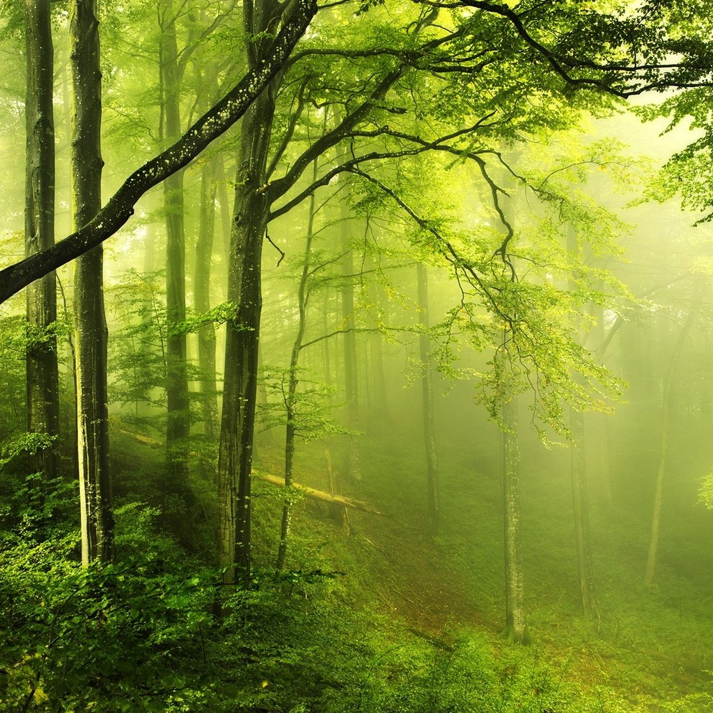 Обои деревья, природа, зелень, лес, пейзаж, туман, мох, trees, nature, greens, forest, landscape, fog, moss разрешение 2048x1356 Загрузить