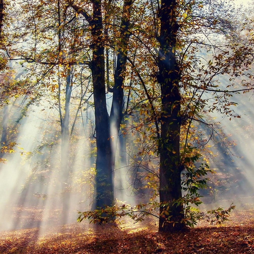 Обои свет, деревья, природа, лес, лучи, листва, осень, солнечные лучи, light, trees, nature, forest, rays, foliage, autumn, the sun's rays разрешение 1920x1200 Загрузить