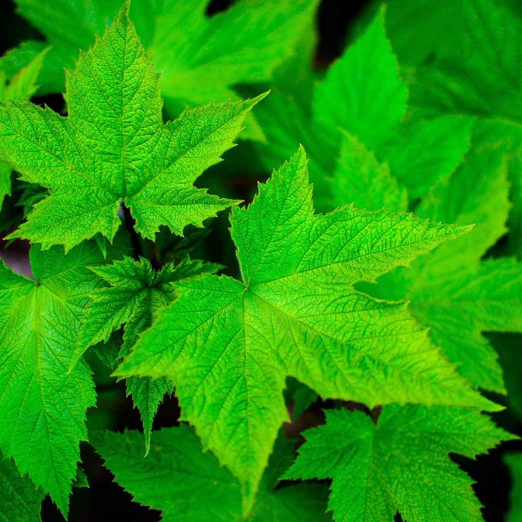 Обои природа, листья, зеленые листья, смородина, крупным планом, nature, leaves, green leaves, currants, closeup разрешение 4928x3264 Загрузить