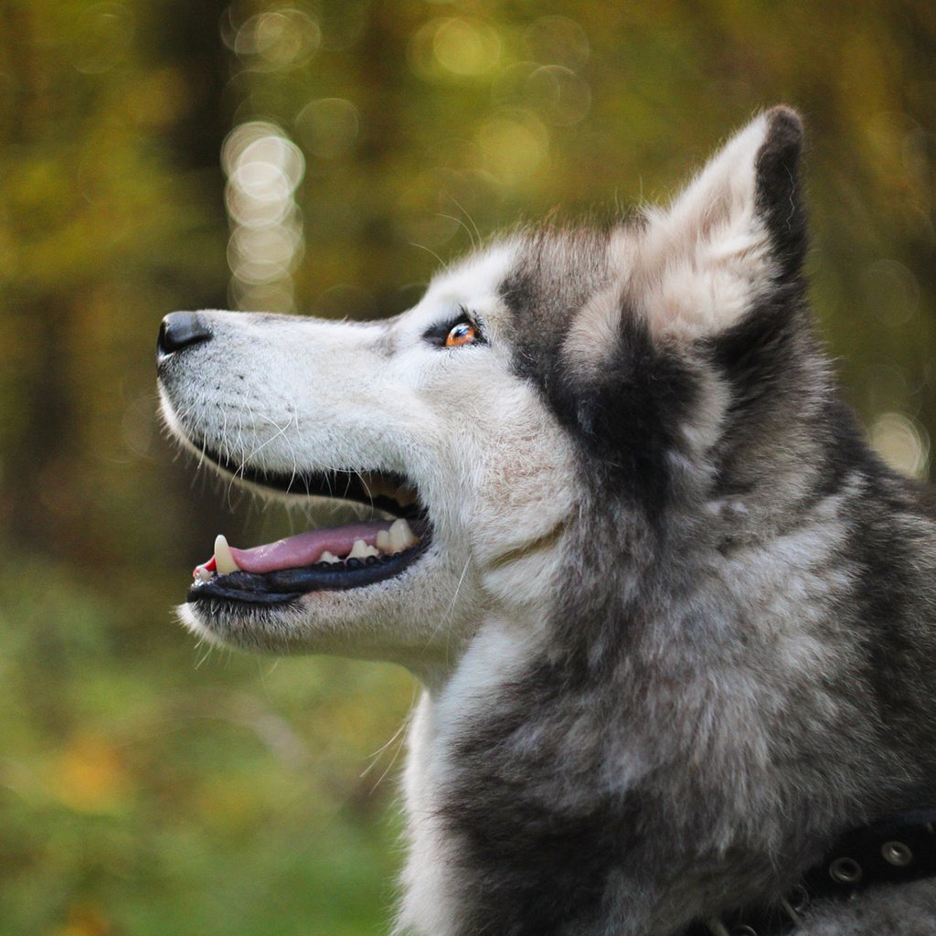 Обои мордочка, собака, профиль, хаски, боке, аляскинский маламут, muzzle, dog, profile, husky, bokeh, alaskan malamute разрешение 1920x1200 Загрузить