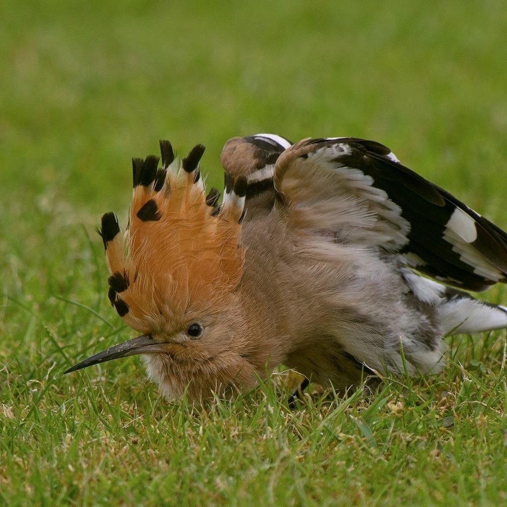 Обои трава, птица, клюв, перья, удод, grass, bird, beak, feathers, hoopoe разрешение 2048x1316 Загрузить