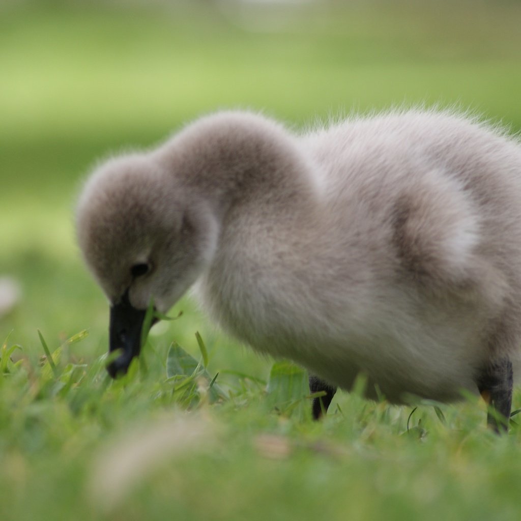 Обои трава, птенец, птица, лебедь, детеныш, grass, chick, bird, swan, cub разрешение 3872x2176 Загрузить