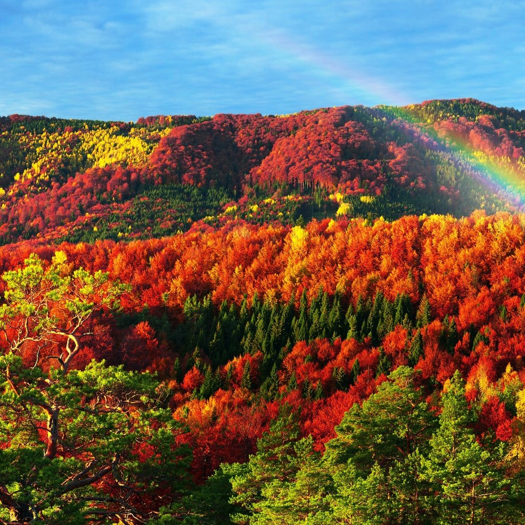 Обои деревья, природа, лес, осень, радуга, карпаты, trees, nature, forest, autumn, rainbow, carpathians разрешение 5000x2949 Загрузить