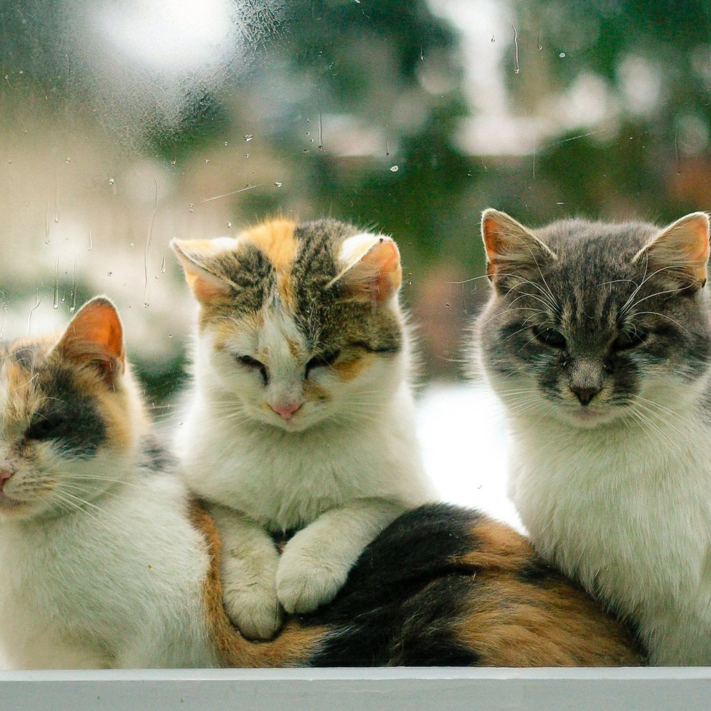 Обои глаза, взгляд, коты, окно, кошки, eyes, look, cats, window разрешение 1920x1200 Загрузить