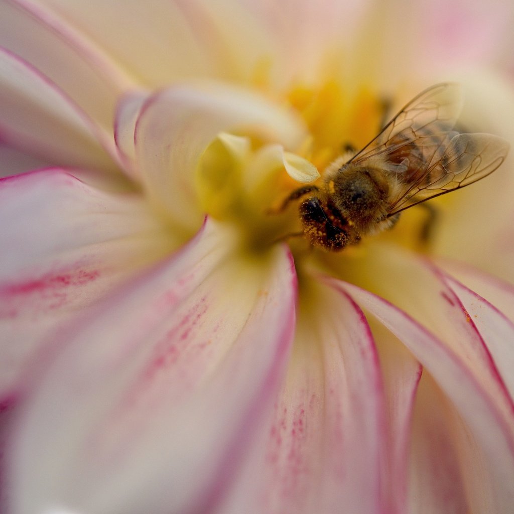 Обои насекомое, цветок, лепестки, пчела, георгин, insect, flower, petals, bee, dahlia разрешение 2048x1365 Загрузить