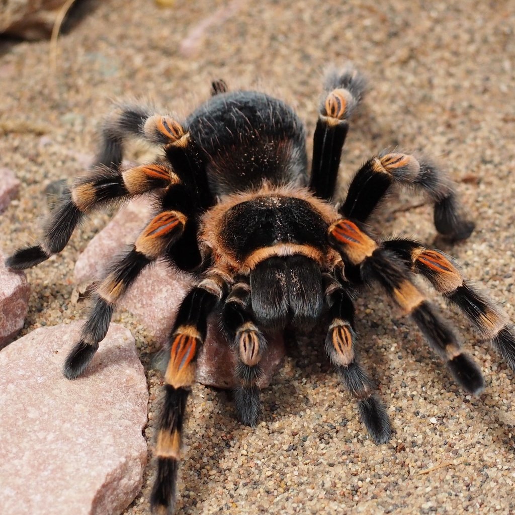 Обои паук, крупным планом, тарантул, spider, closeup, tarantula разрешение 3840x2160 Загрузить