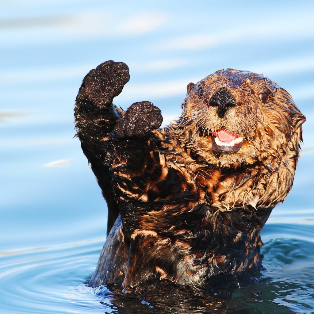 Обои вода, мордочка, взгляд, животное, лапки, выдра, water, muzzle, look, animal, legs, otter разрешение 1920x1200 Загрузить