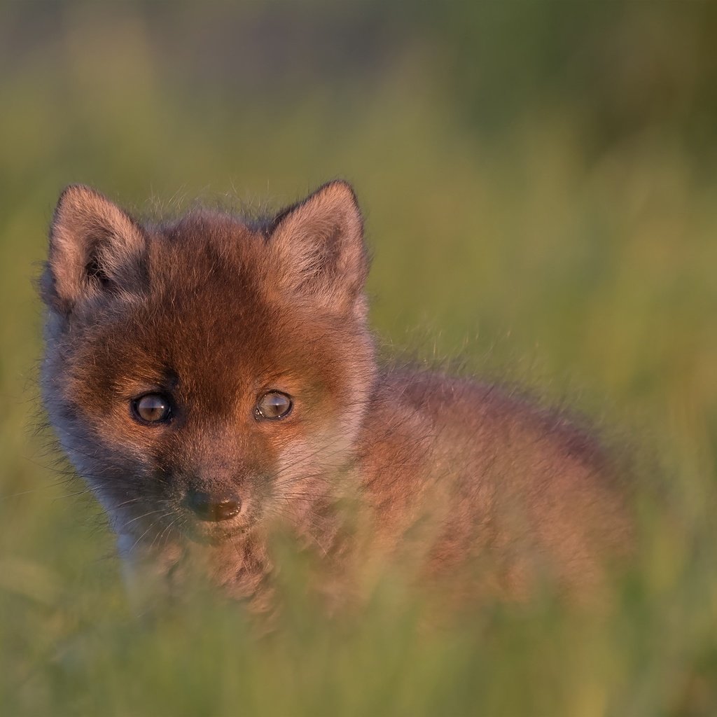 Обои взгляд, малыш, детеныш, боке, лисенок, look, baby, cub, bokeh, fox разрешение 2048x1365 Загрузить