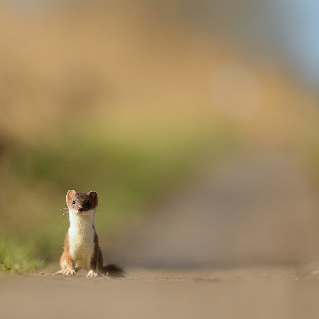 Обои природа, хищник, зверек, куница, горностай, nature, predator, animal, marten, ermine разрешение 1920x1200 Загрузить