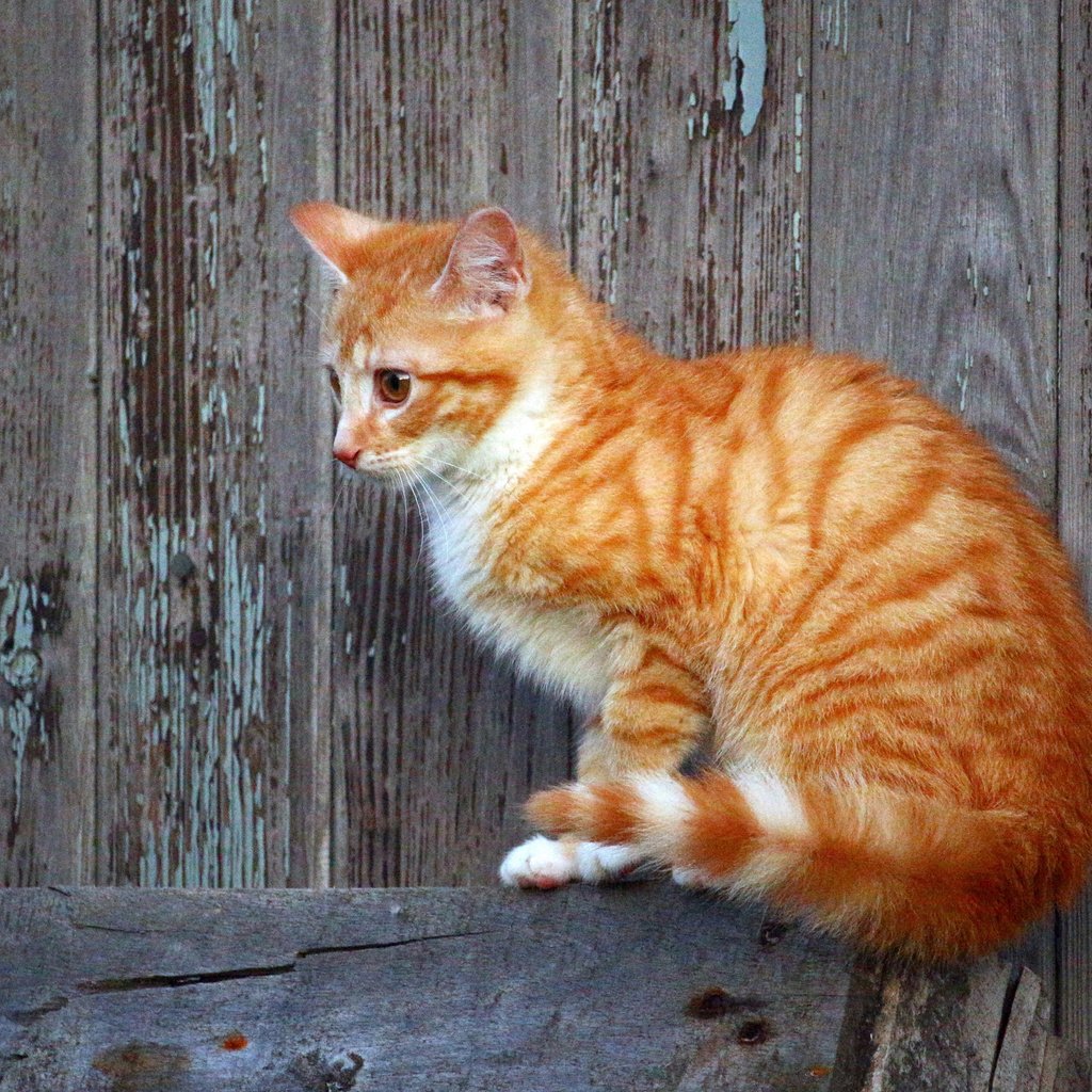 Обои глаза, кот, кошка, взгляд, котенок, рыжий, eyes, cat, look, kitty, red разрешение 3840x2400 Загрузить