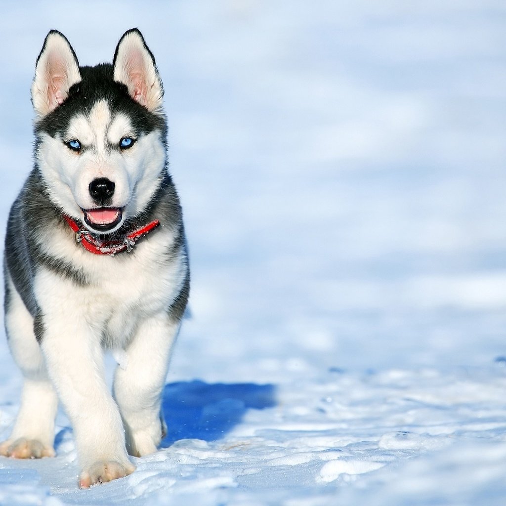 Обои снег, зима, мордочка, взгляд, собака, щенок, хаски, snow, winter, muzzle, look, dog, puppy, husky разрешение 1920x1200 Загрузить