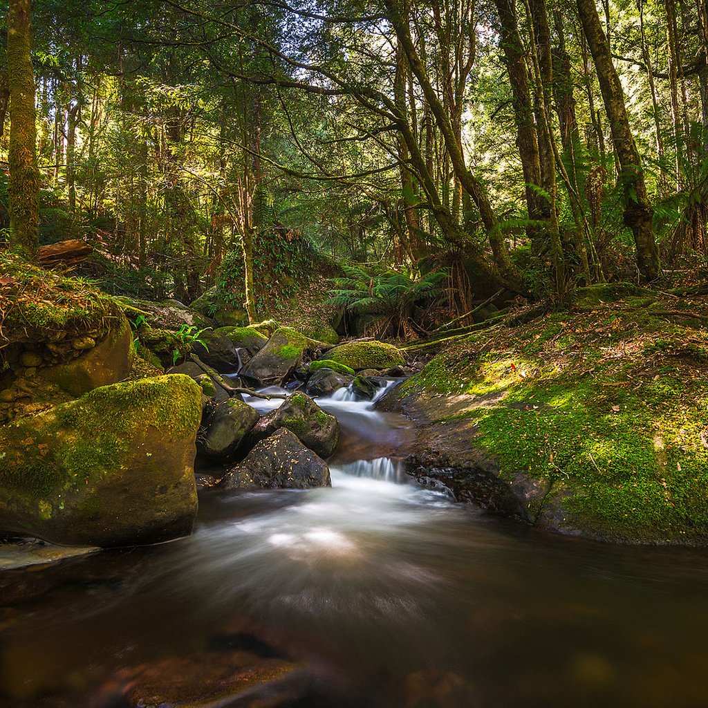 Обои деревья, вода, река, природа, лес, ручей, trees, water, river, nature, forest, stream разрешение 1920x1200 Загрузить