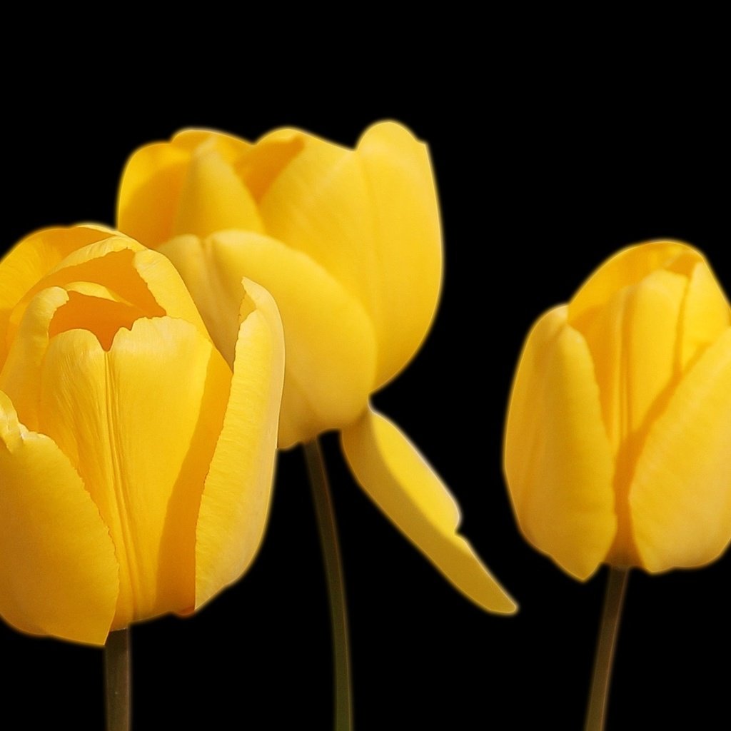 Обои цветы, черный фон, тюльпаны, желтые, flowers, black background, tulips, yellow разрешение 1920x1280 Загрузить